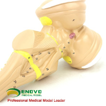 BRAIN22(12405) Hospital Patient Communication Plastic Anatomical Brainstem Model